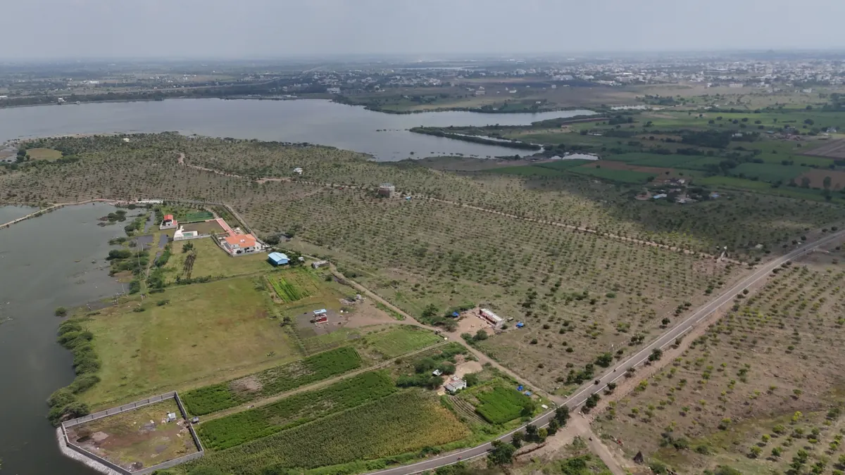 Tree density across the plantation